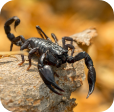 emperor scorpion